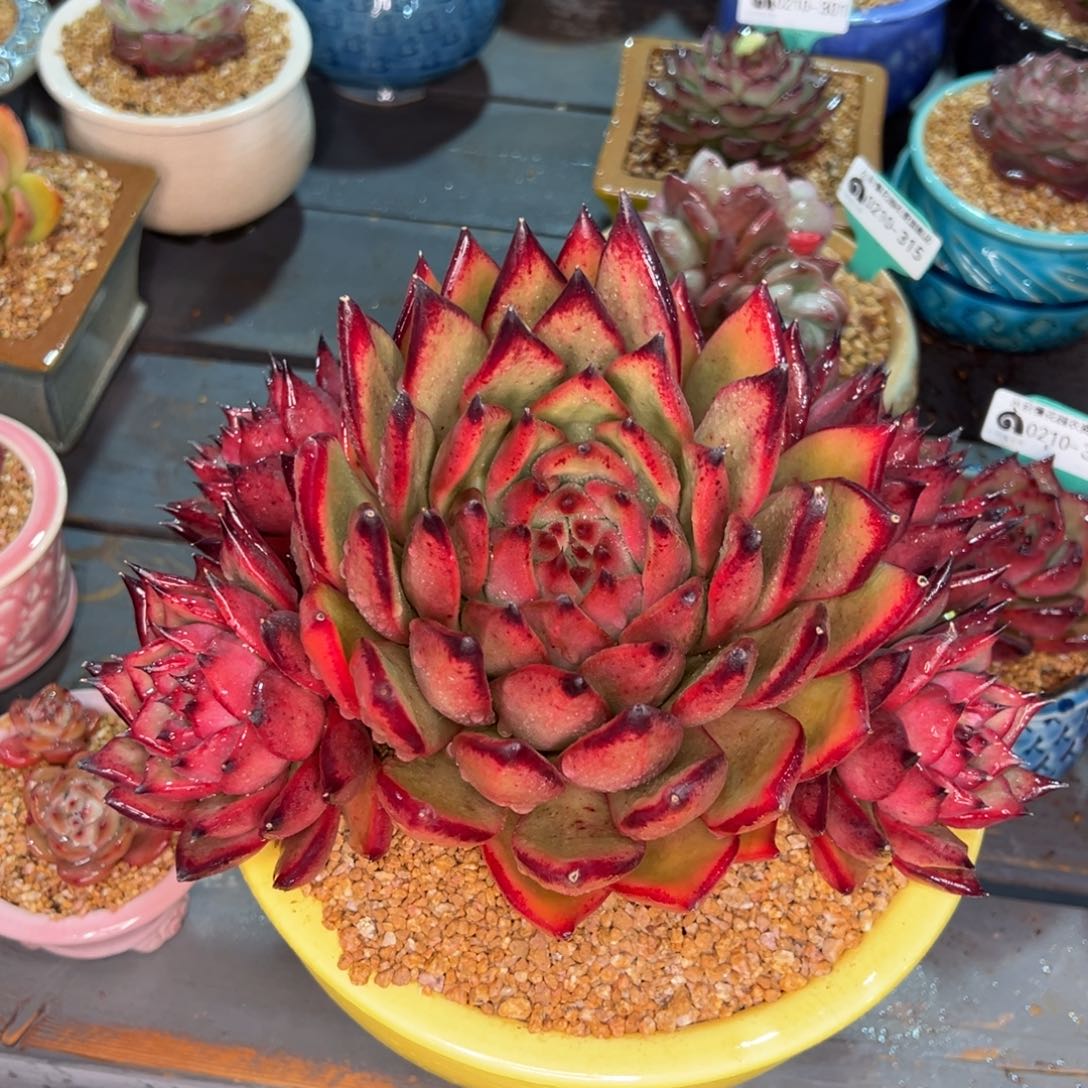 从前慢多肉精选编号0210.321