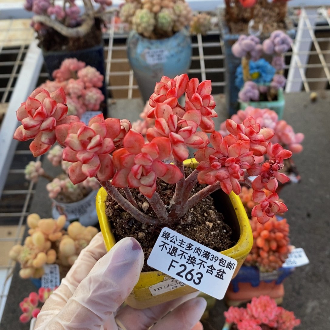 探戈缀263/9cn多肉