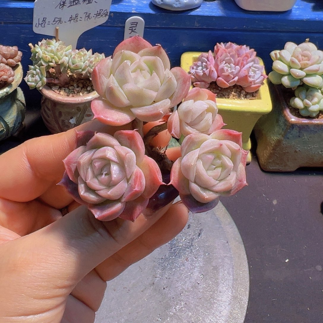 布**寳新品，多肉植物，