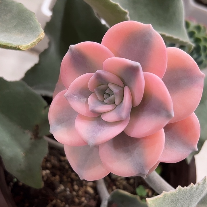 紫乐锦嫁接多少植物38包邮