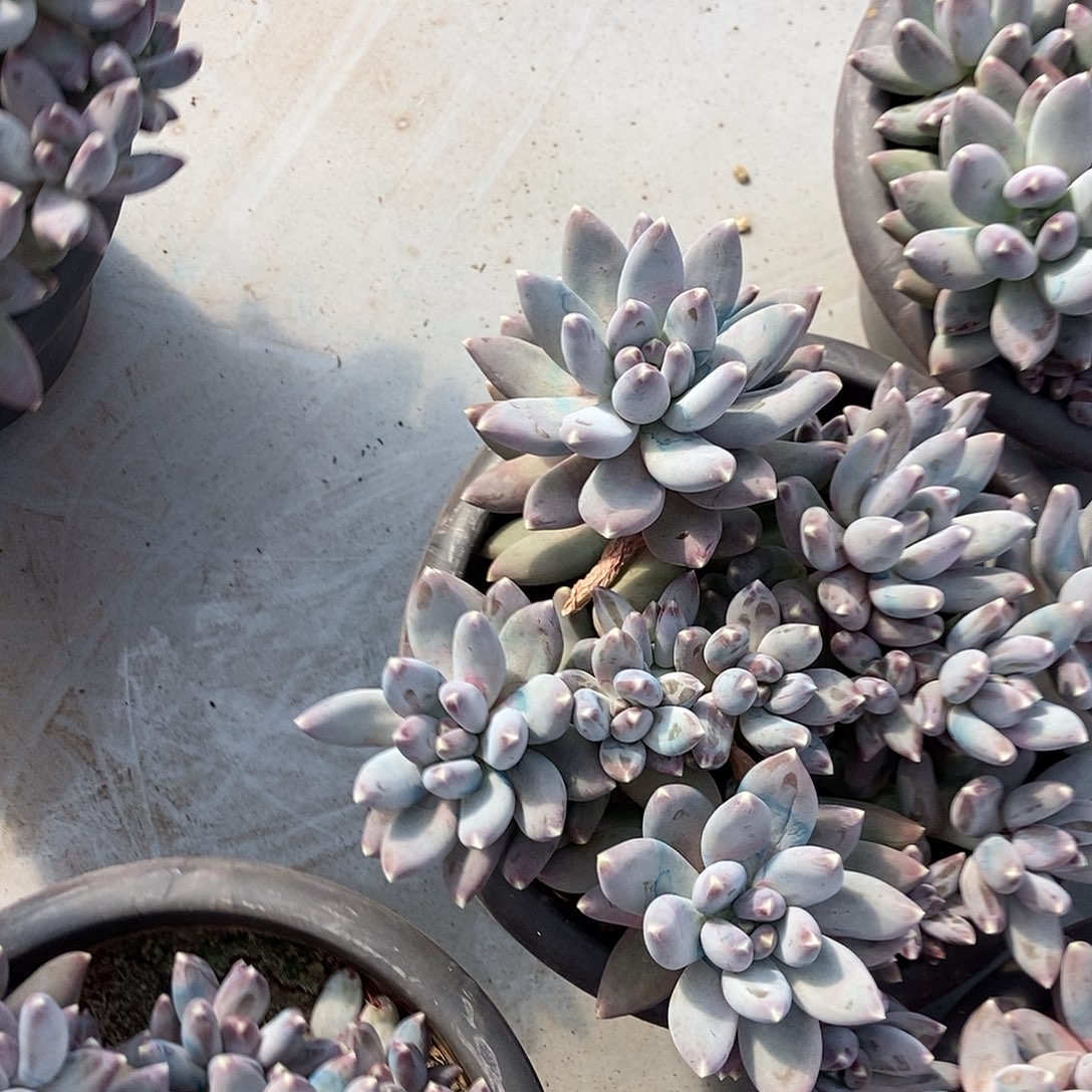 星空美人多头随机福利