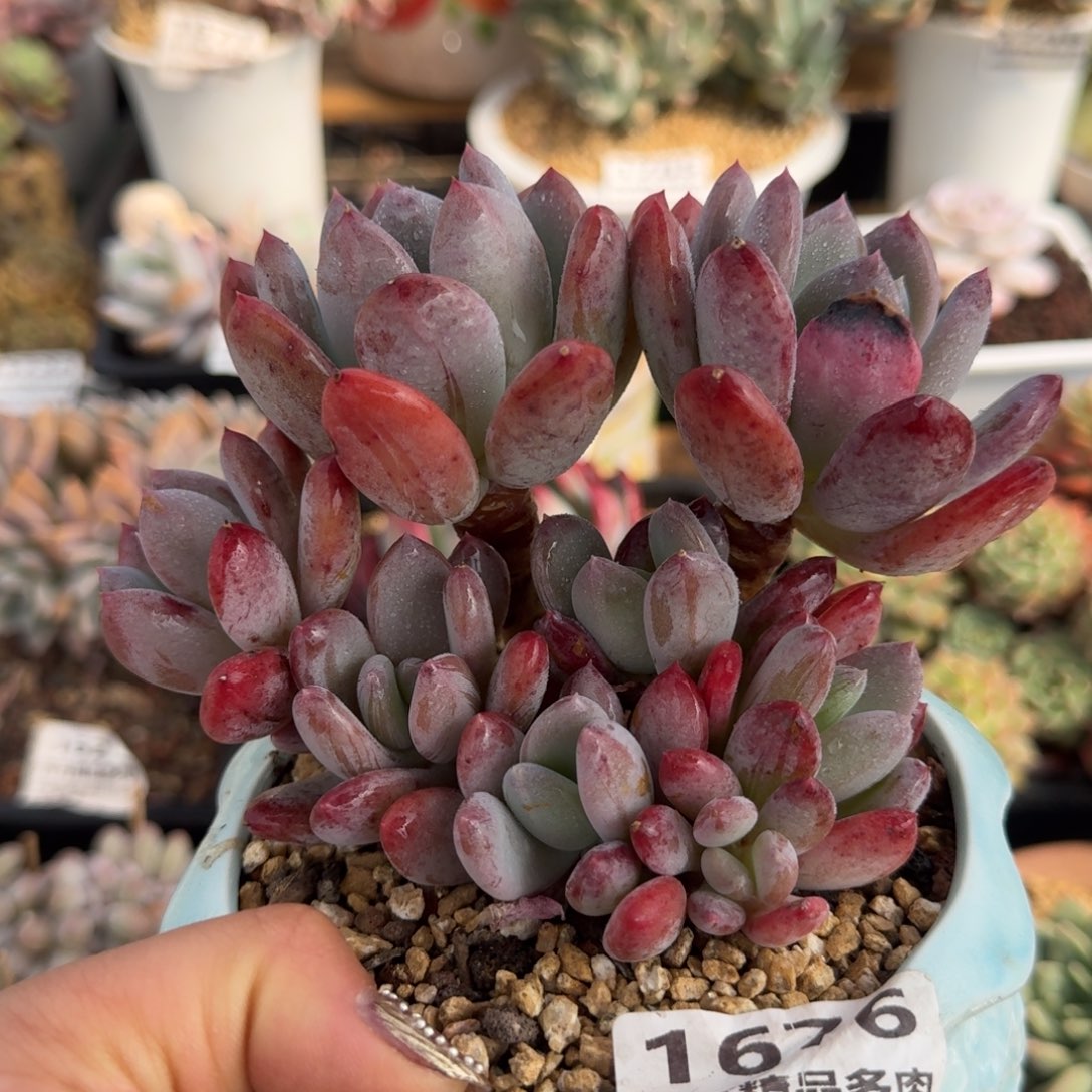 1676一物一拍（满28包邮）