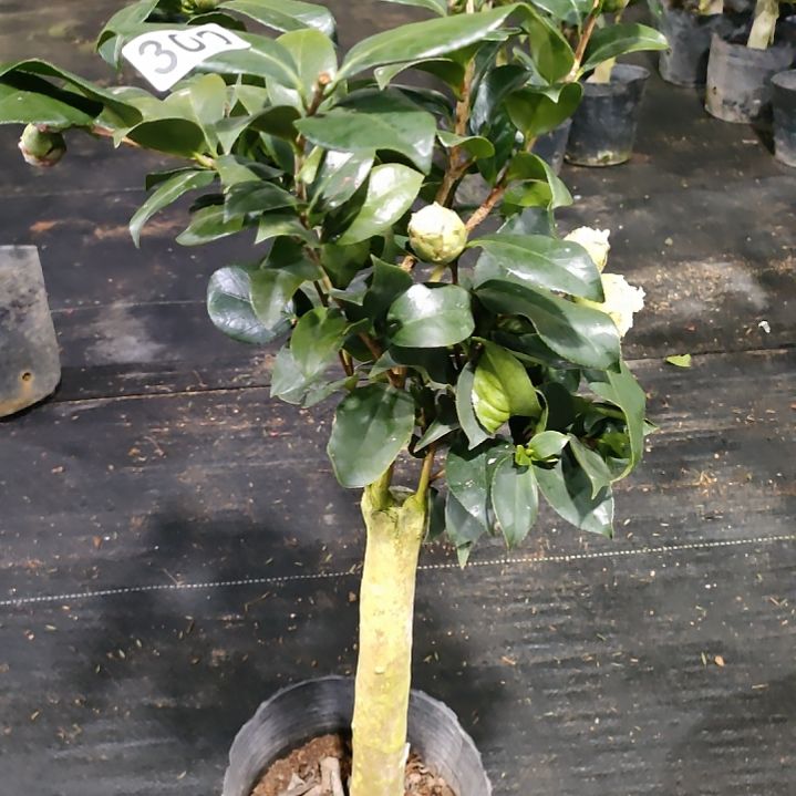 300志愿者，绿可那，原盆原土发货