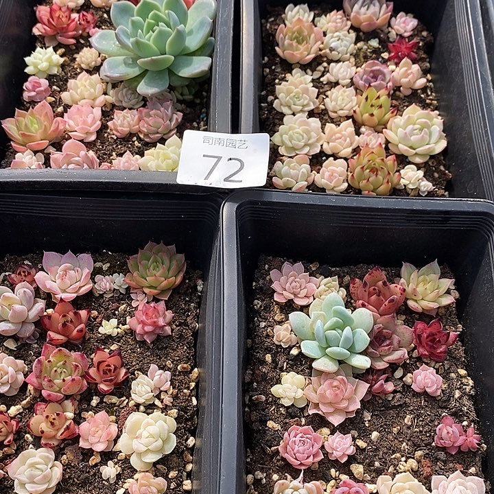 72 多肉植物盆栽花卉