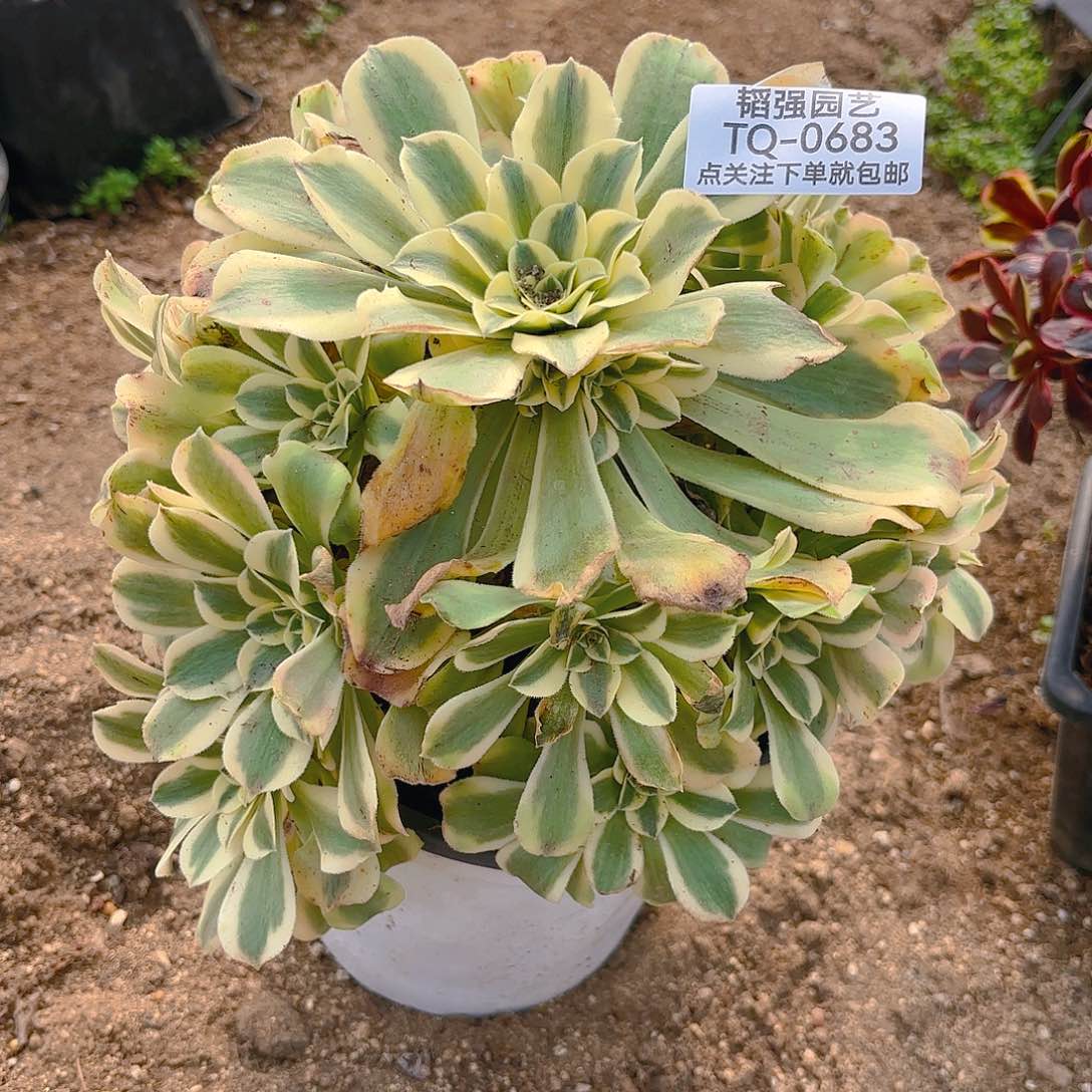 绿豆沙多肉植物683