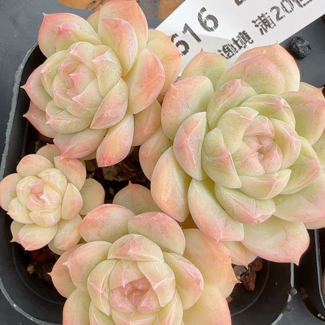 花语逸镜0214-616