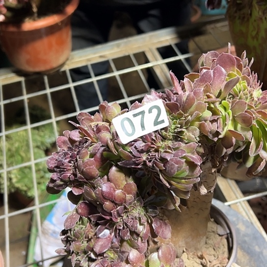 章***华多肉植物一个荷兰微瑕072