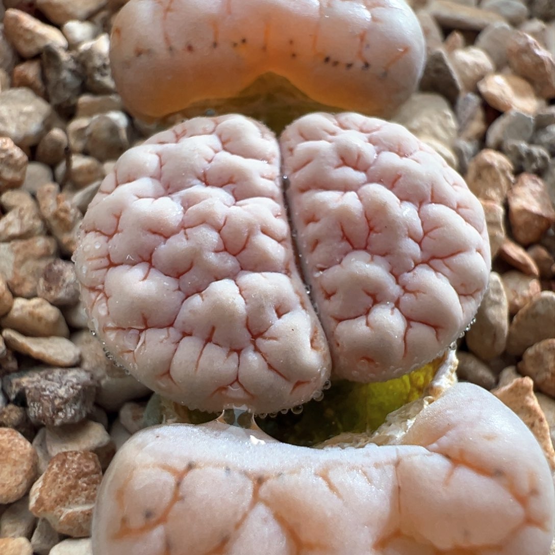 571。青蛙优选白体大肌肉189