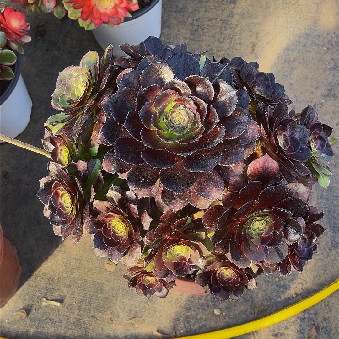 黑美人99999拖土发货