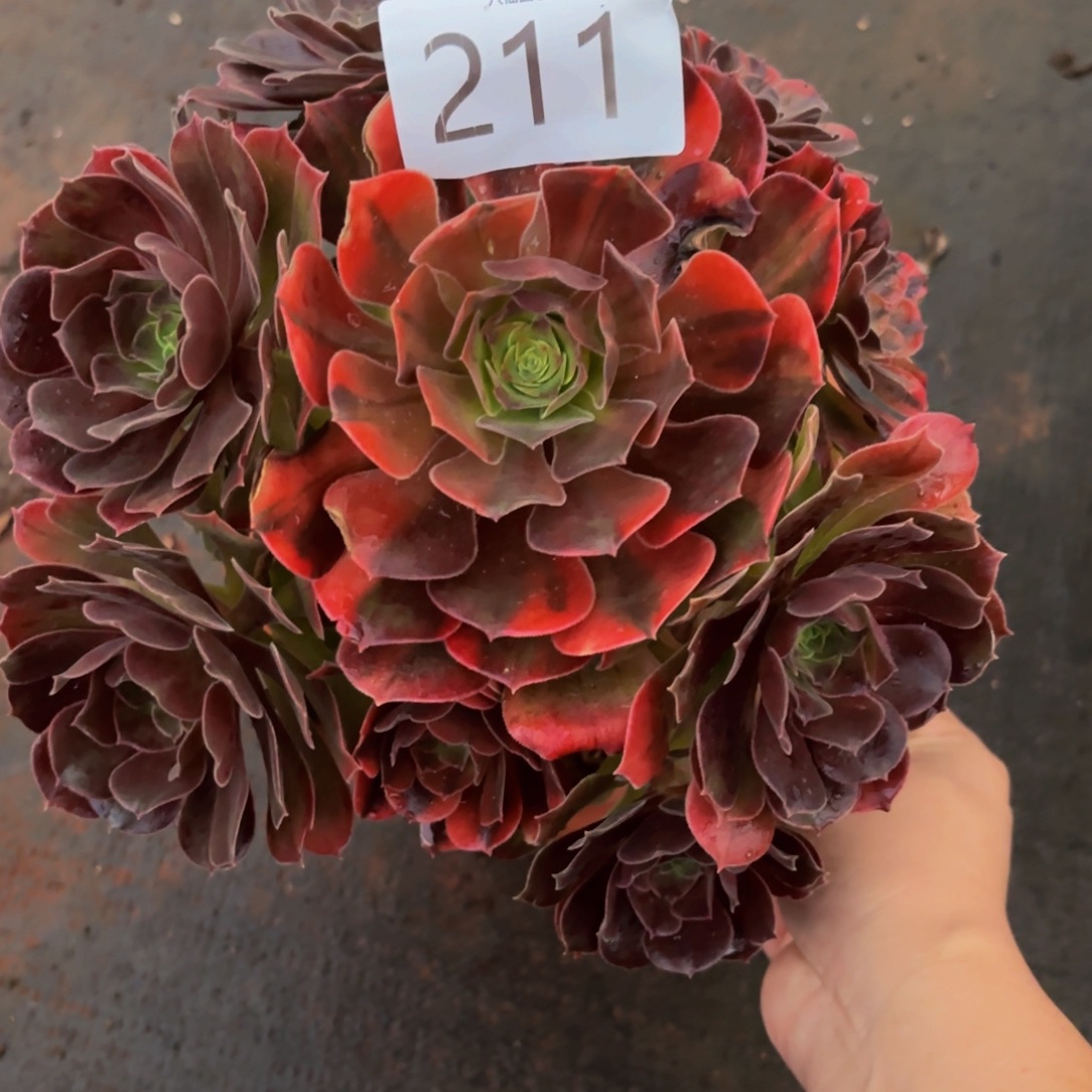 半***过211多肉植物绍秀七彩