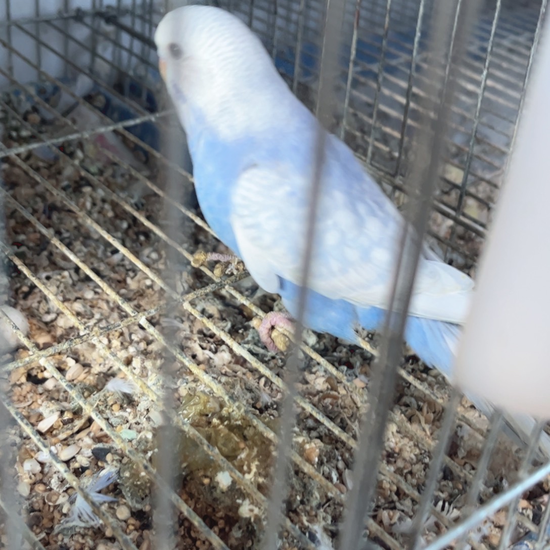 虎皮鹦鹉我的小姐姐