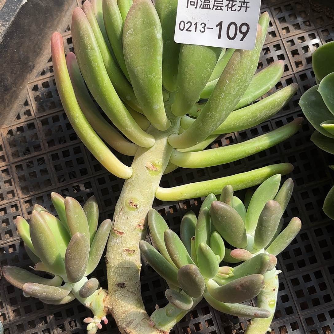 同温层多肉109金蝉