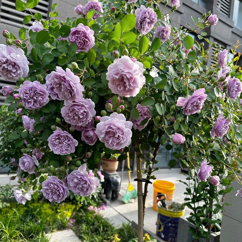 【带花苞发】蓝色风暴嫁接月季花大花型地栽盆栽四季开花