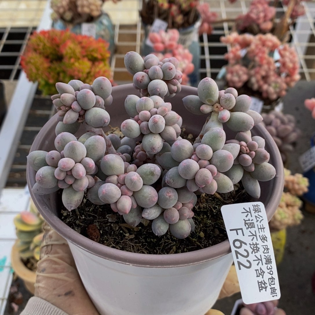 香水手指622/10c m
