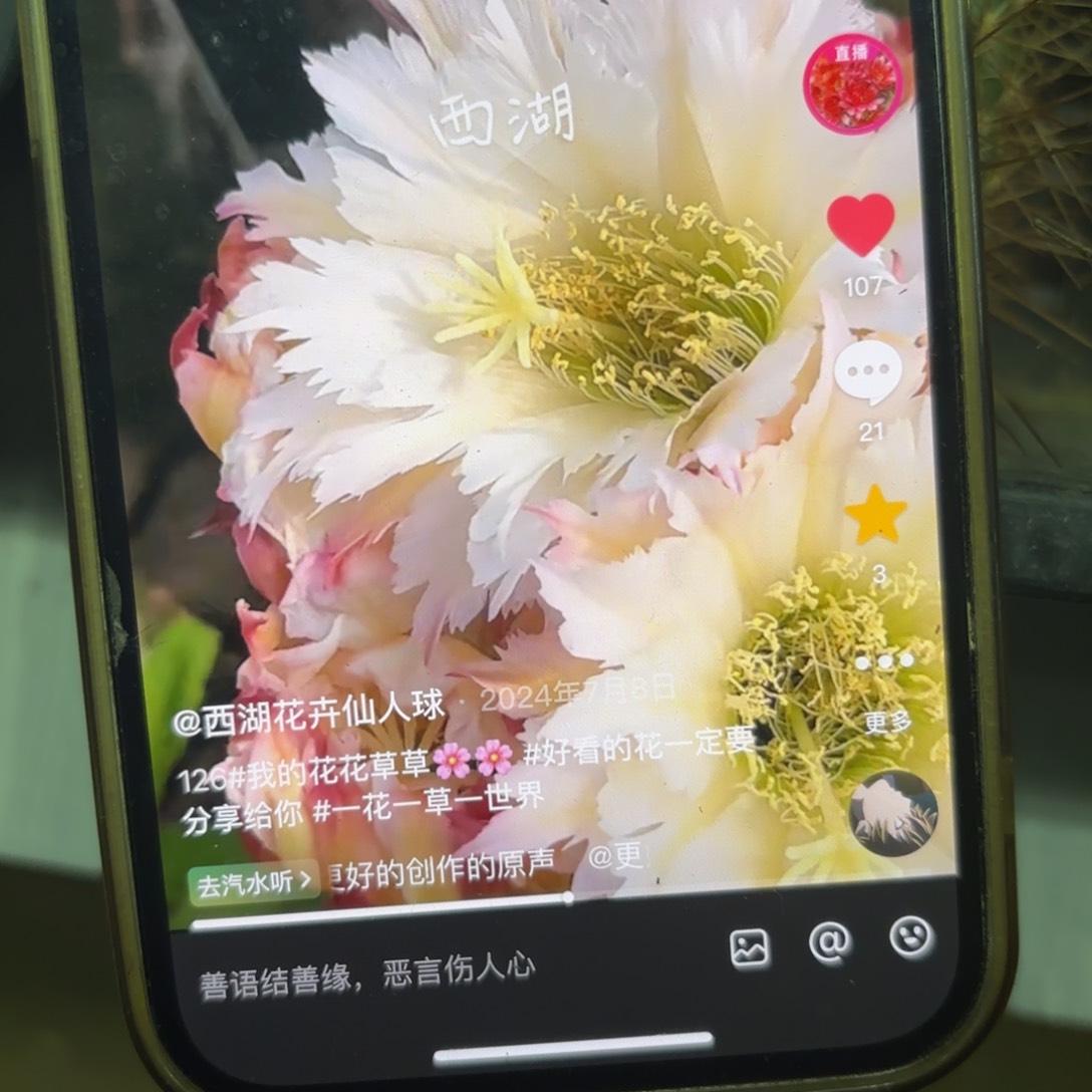 126毛侧牙20包邮仙人球32瑕