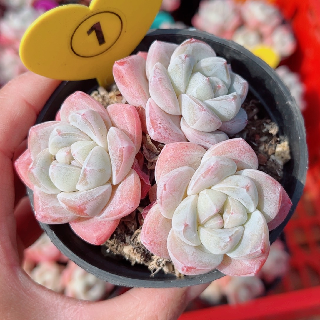 1号小老桩冰玉群3头