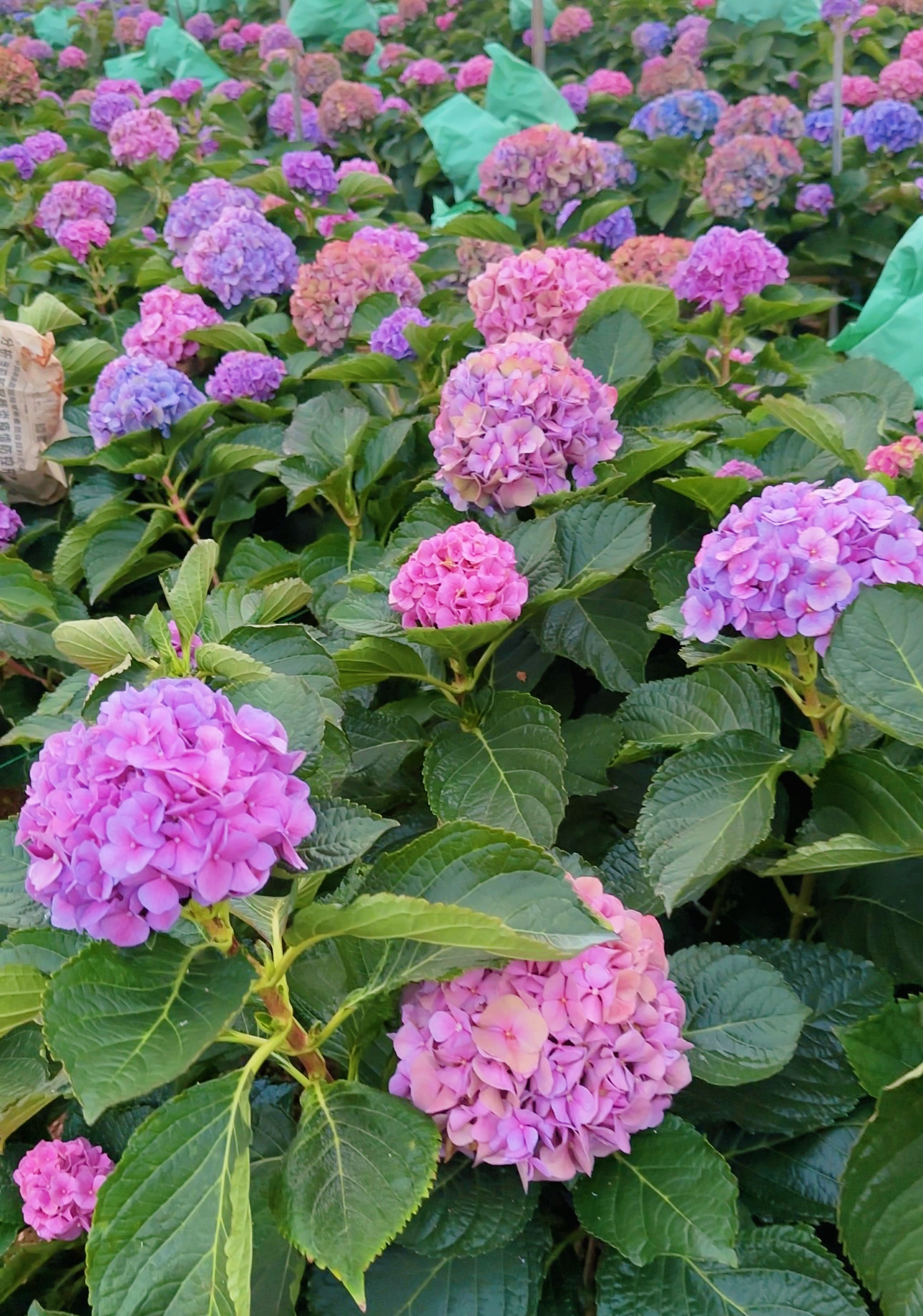 【梦幻糖果迷你小绣球】梦幻糖果色系 精致可爱 云南基地直采直发