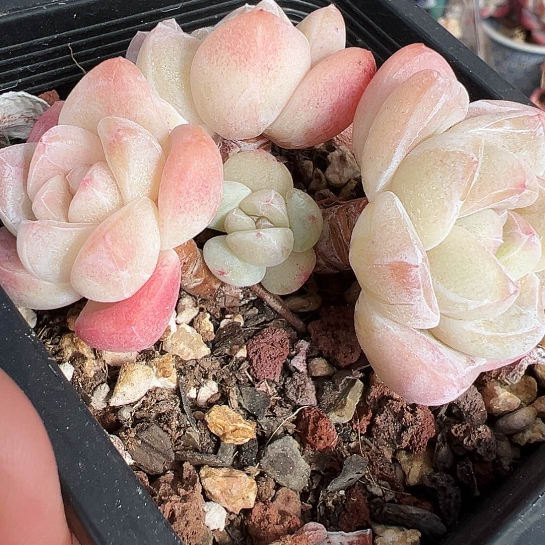 大象腿三头带伢冰玉1147