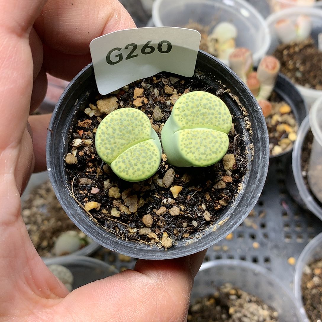 多****G260多肉植物保护研究所