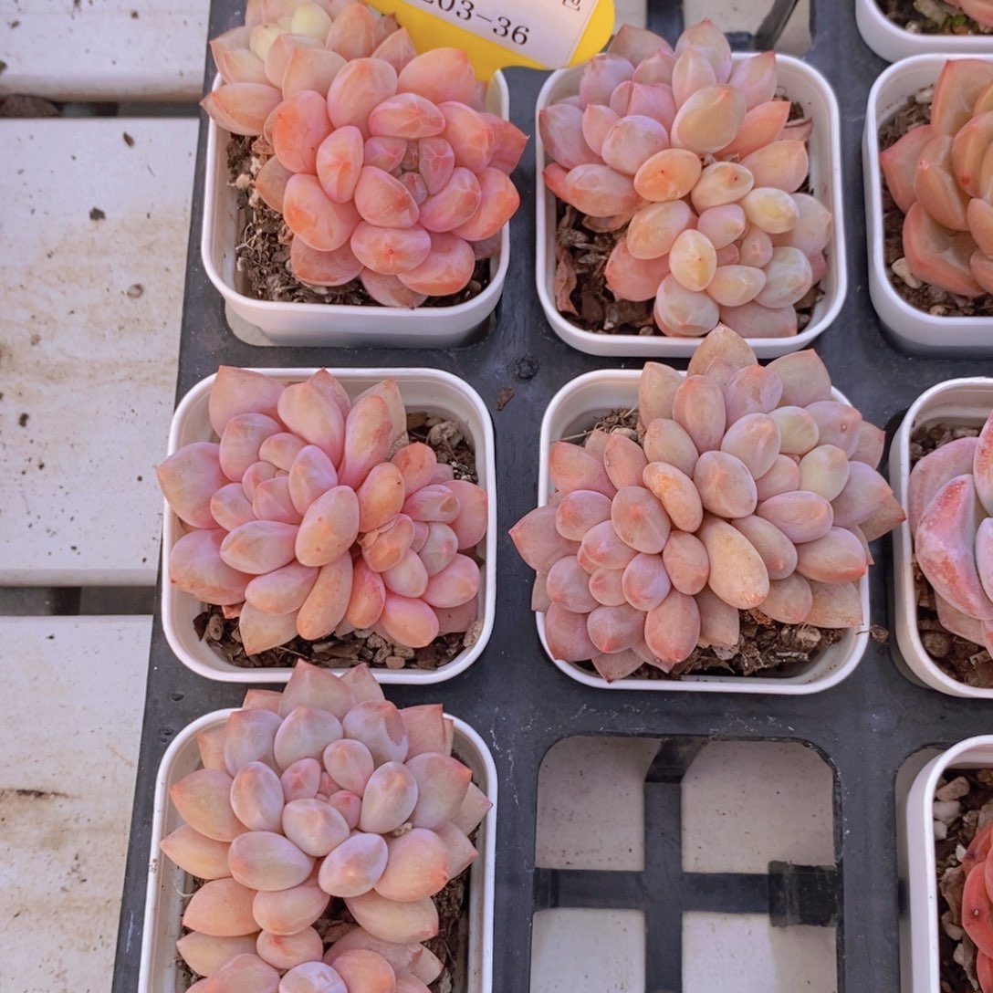 1203-36-精品奶油半夏双头老桩一个