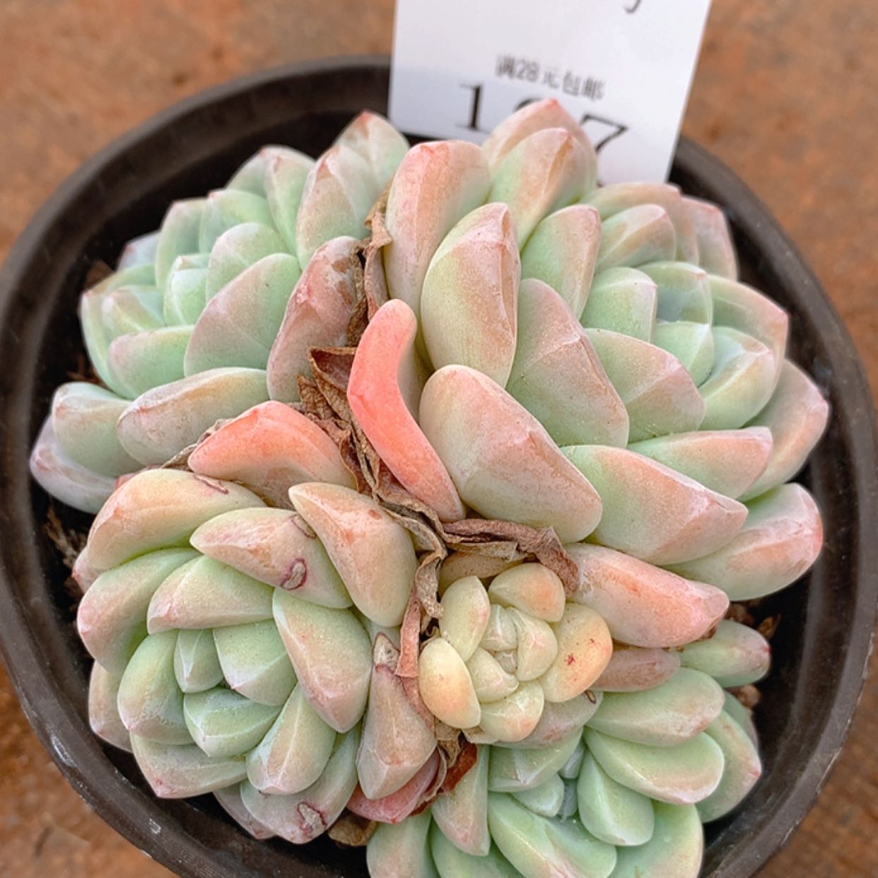 【闪购商品】云107号