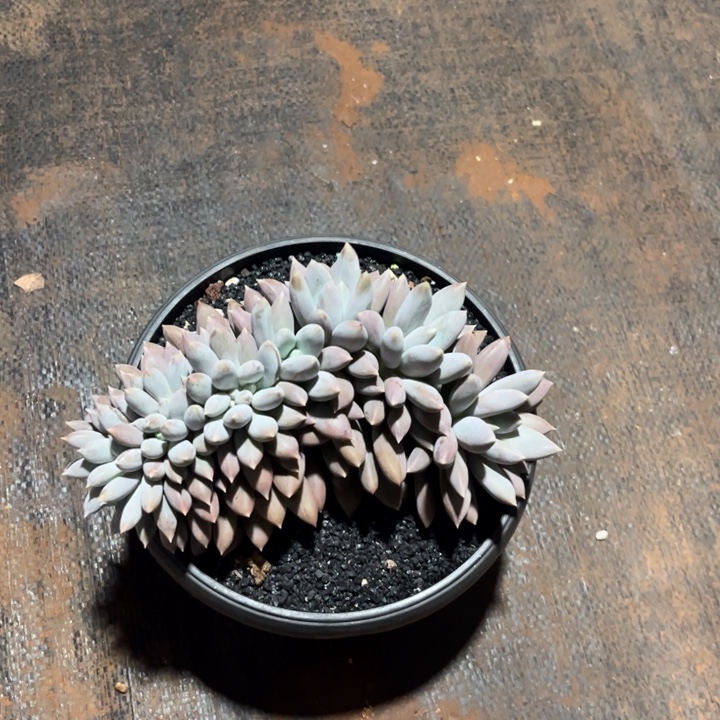 小***粒一物一拍，保温箱链接。