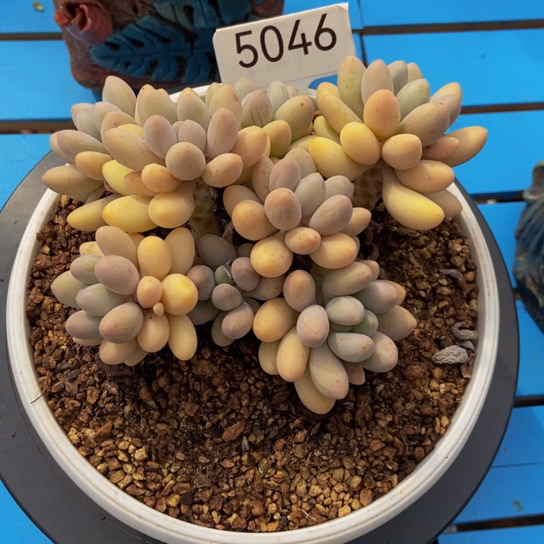 汤圆5046号 可拍11111