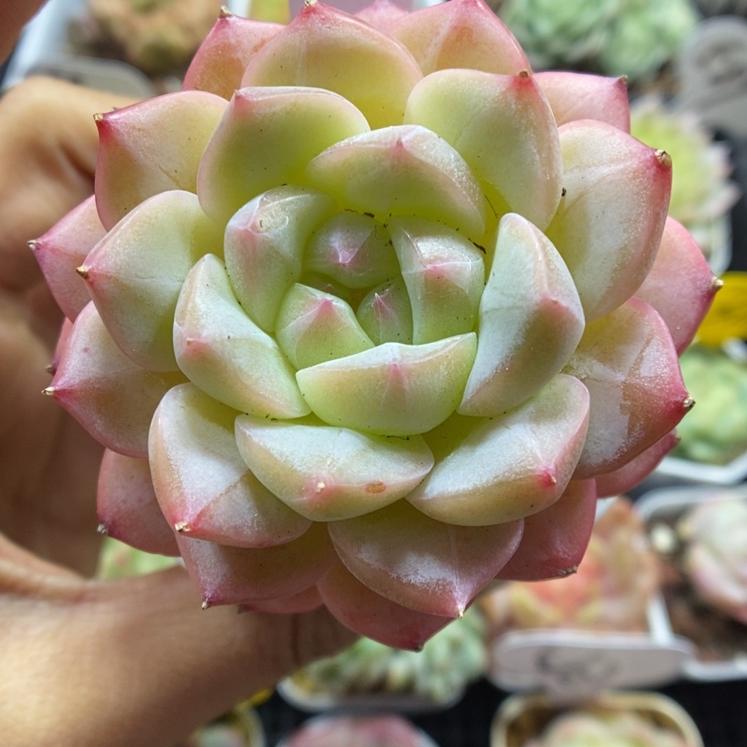 美心优选可拍555号