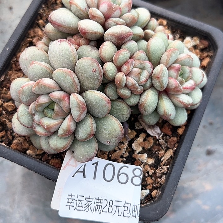 幸运的是我的朋友们