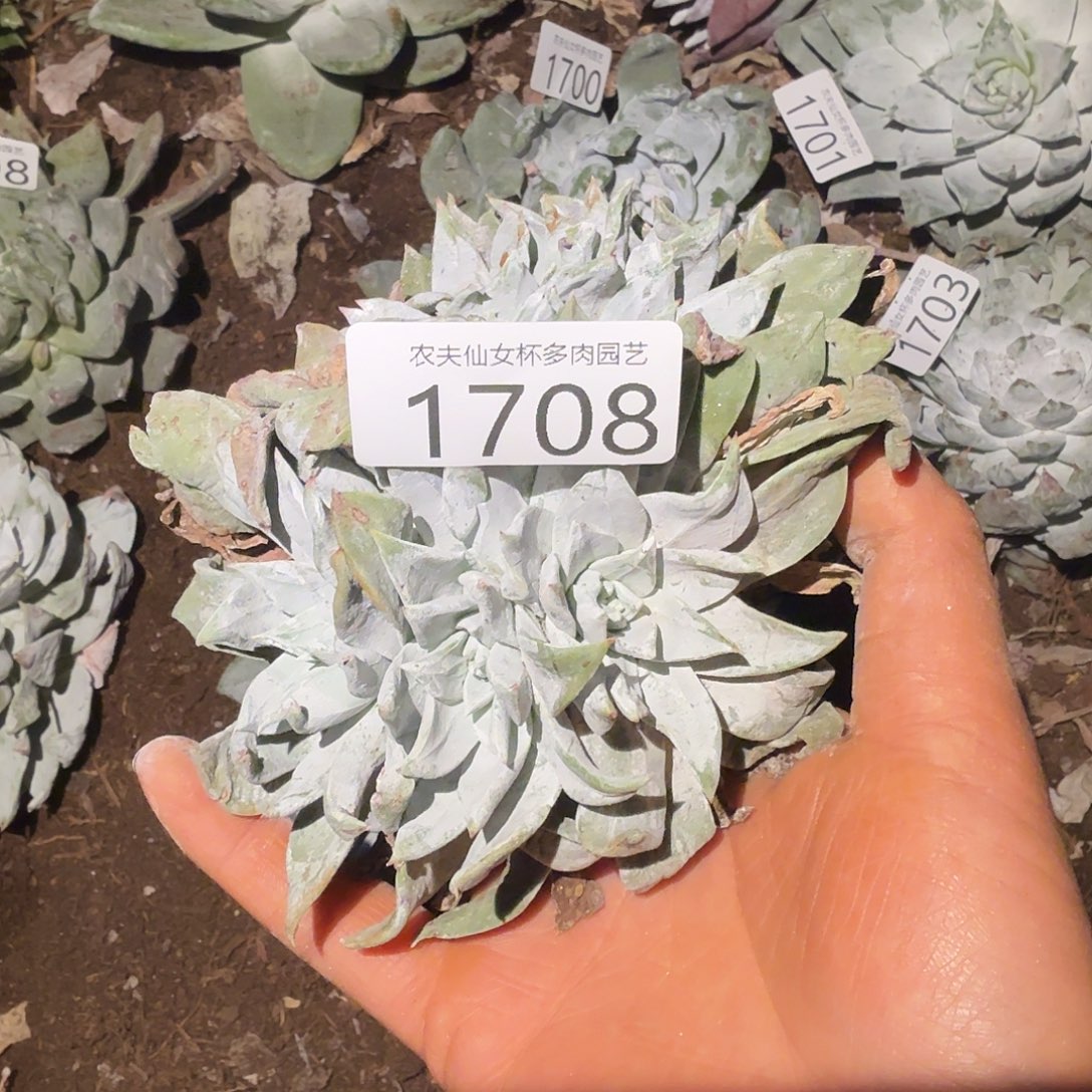 3代杂交仙女杯多肉福利瑕疵