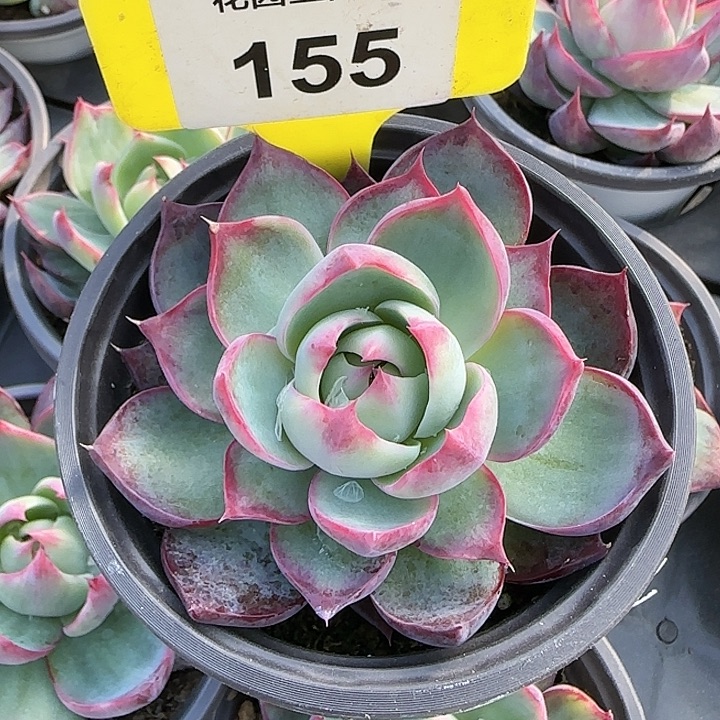155 惊鸿仙子多肉植物6-9cm