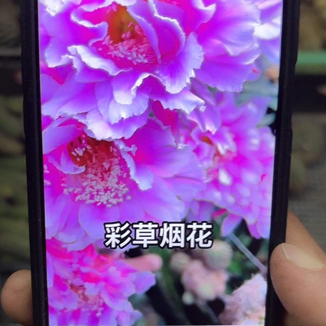 烟花彩侧牙20包邮仙人球15