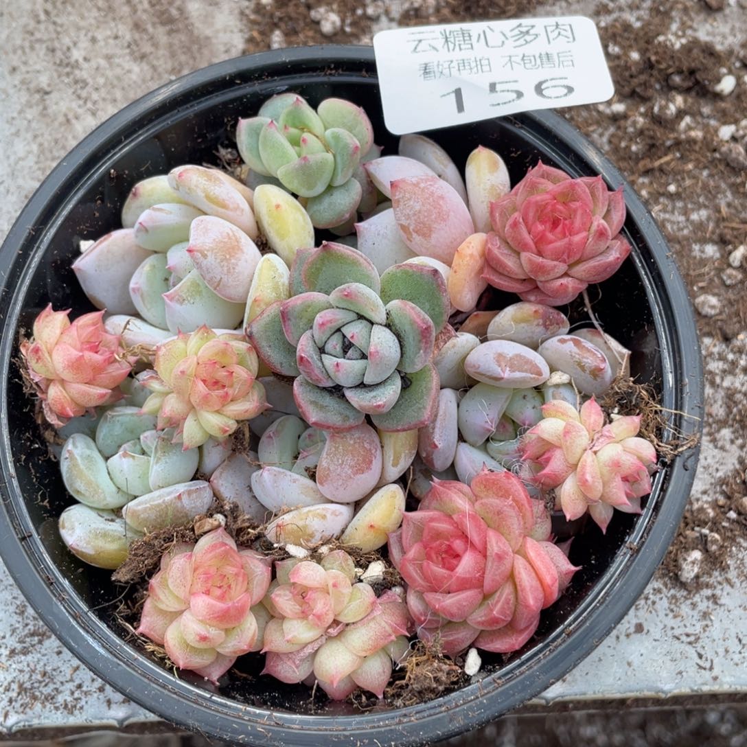 云糖心多肉植物156