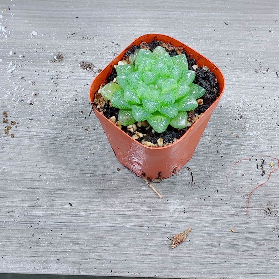 雪花玉露一勿一拍