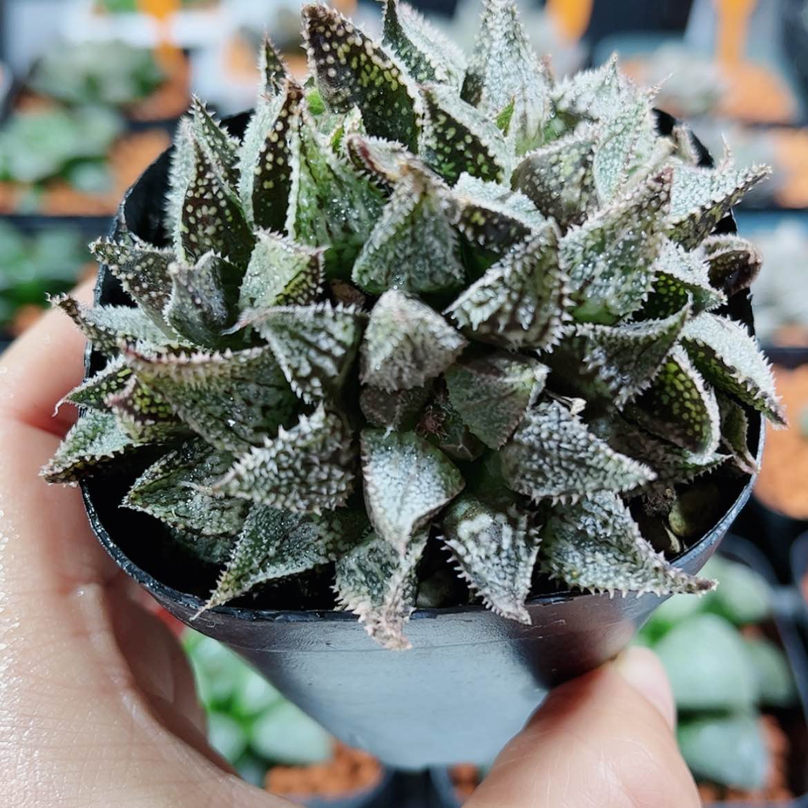 【闪购商品】彩虹城