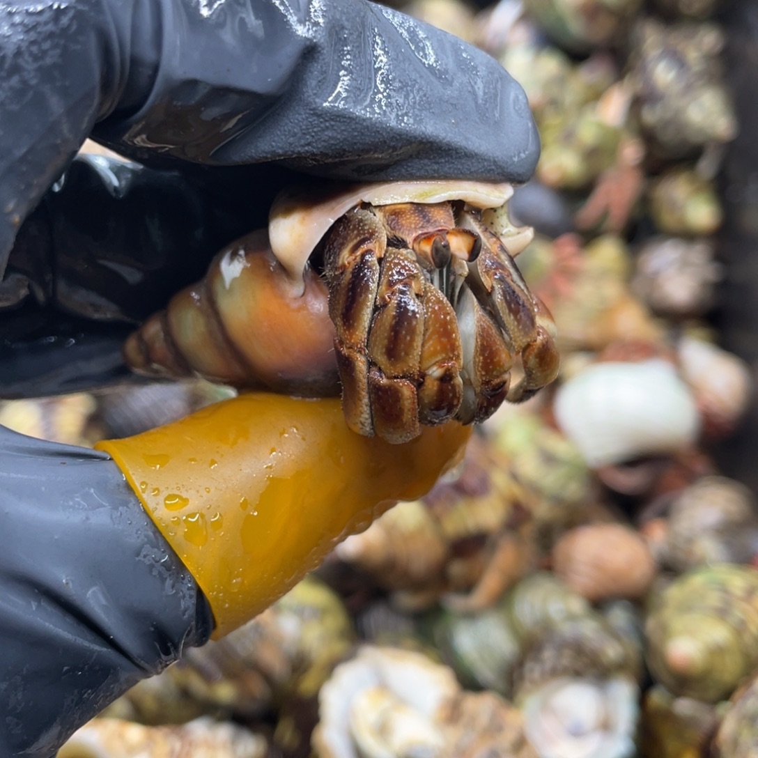 活体宠物不退不换165