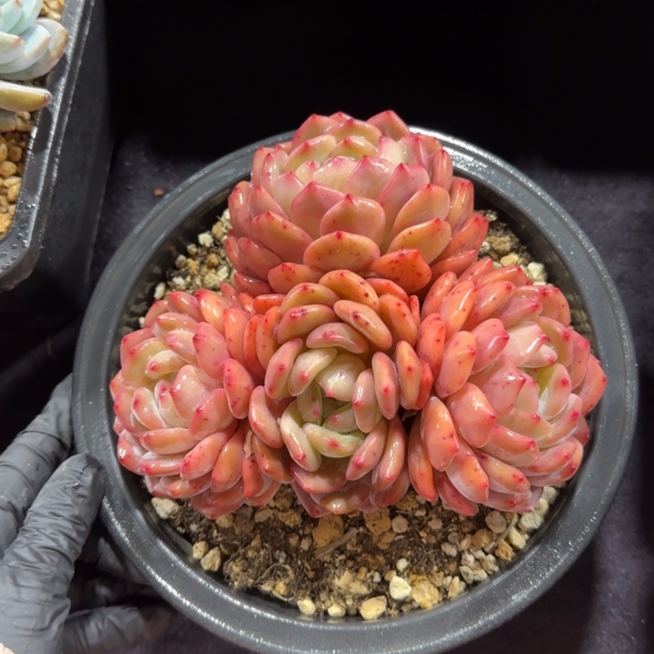 15厘米左右一物一拍的