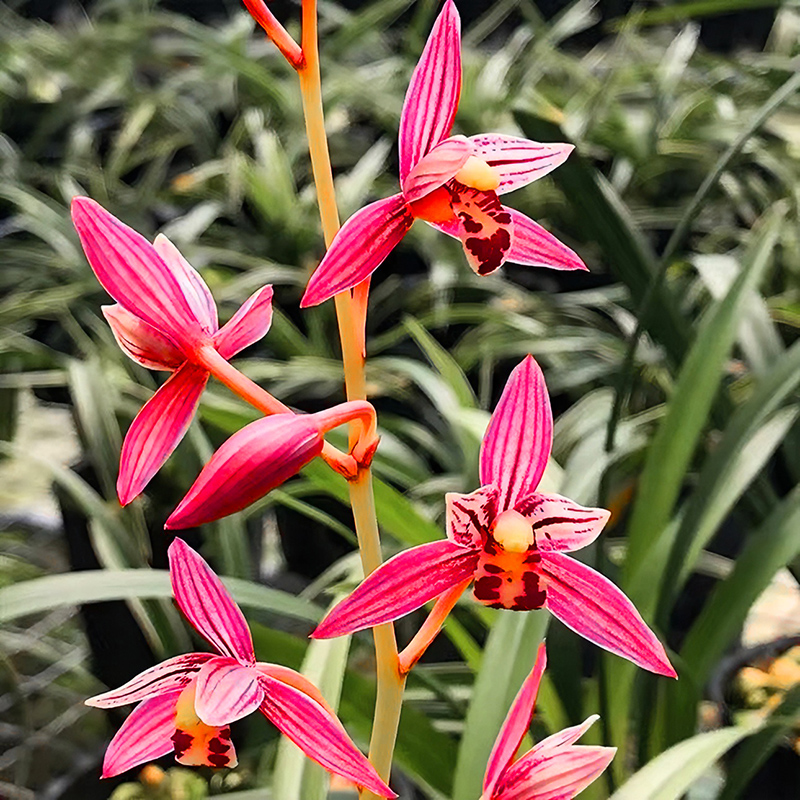 市长红 四季兰 建兰铭品兰花 开花非常香 好养绿植兰花苗