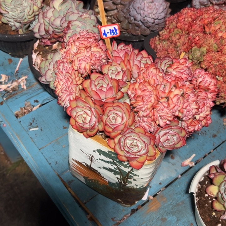 懒***2精品多肉植物老桩