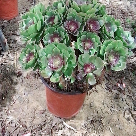 文***雁万圣节法师00000049