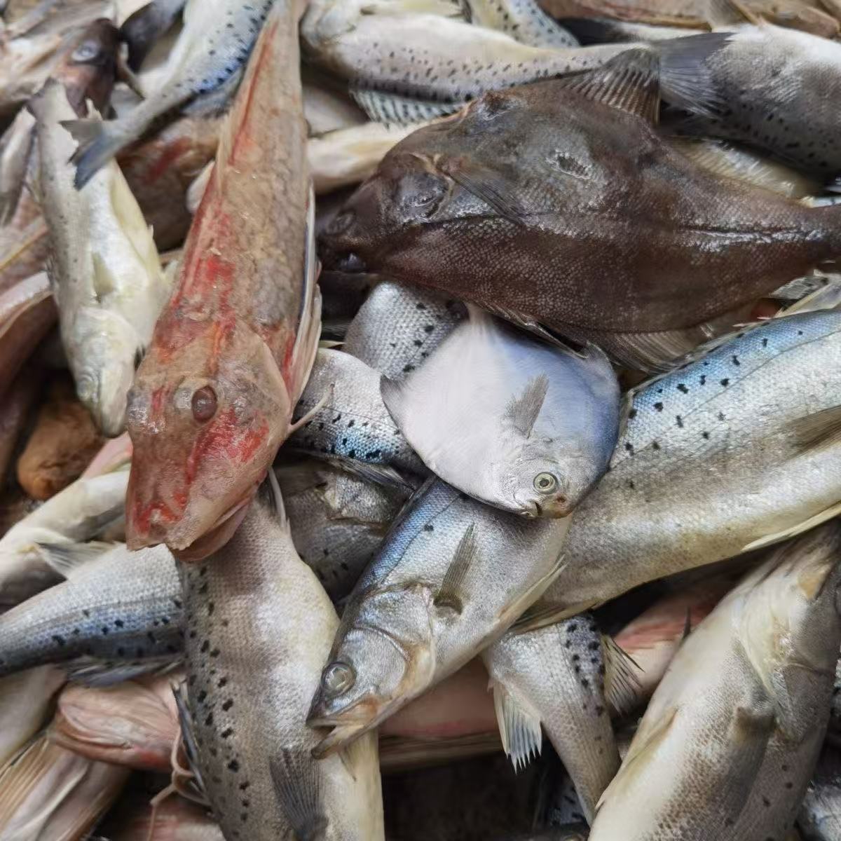 野生大杂鱼链接 以直播间为准  顺丰冷链包邮