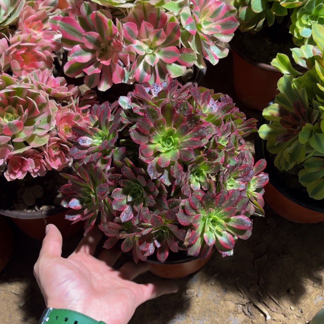 安娜法师12.8多肉植物