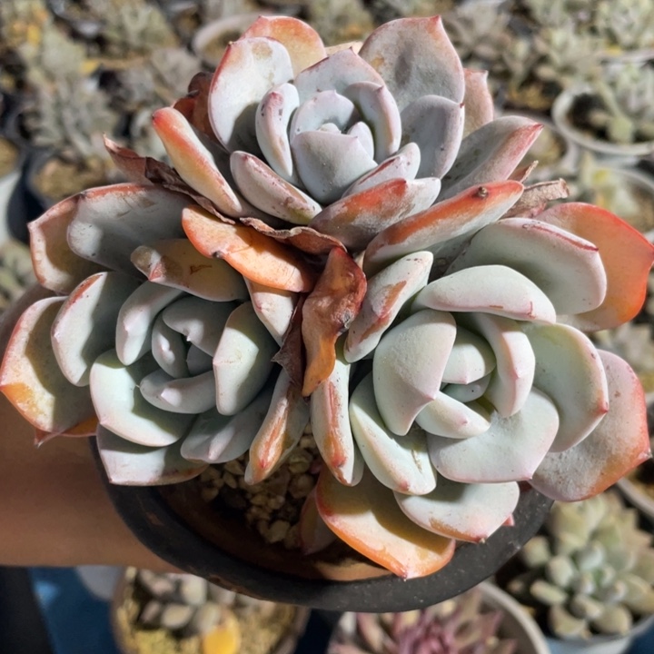 4头粗腿韩版奶茶无砍