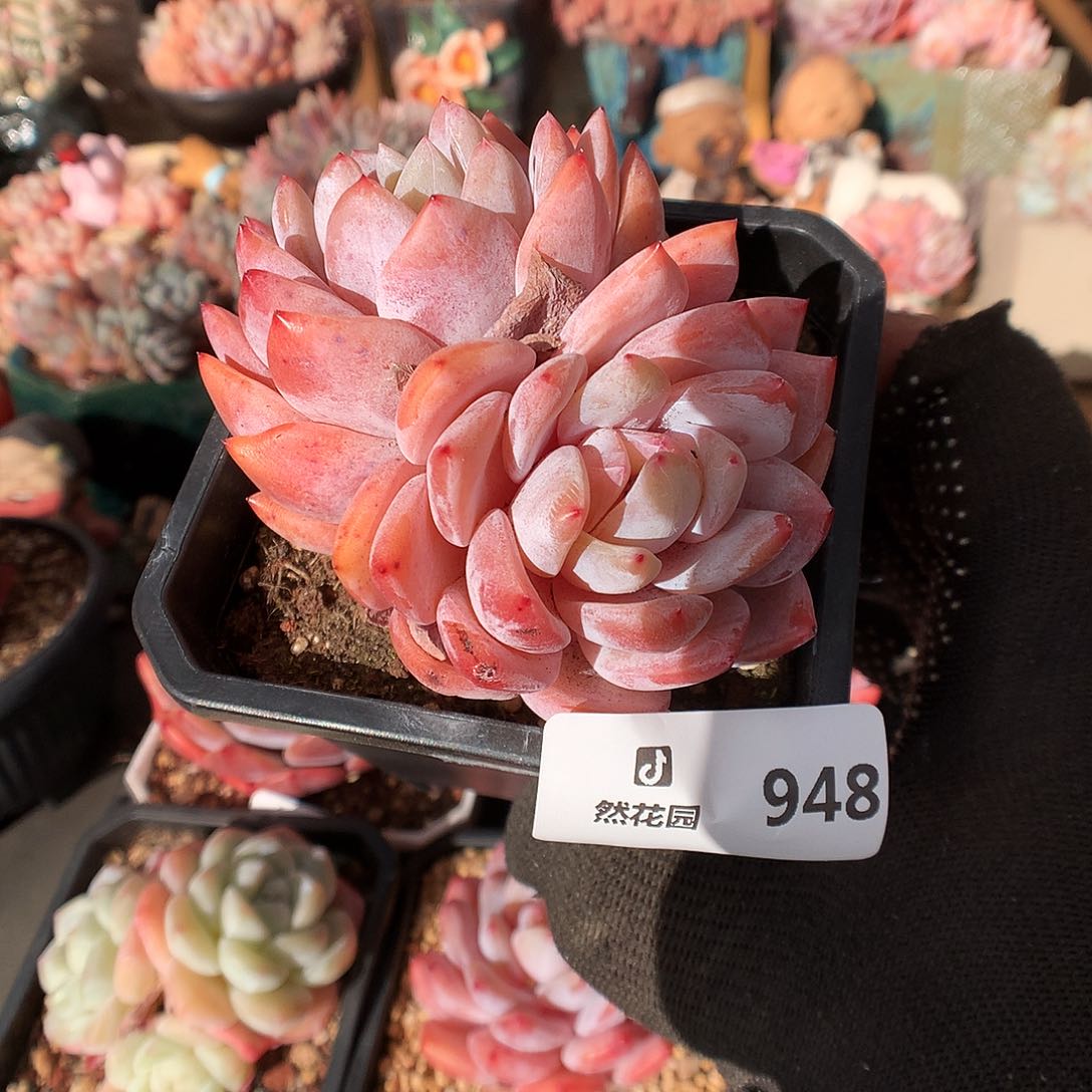 948雪天使多肉植物2666