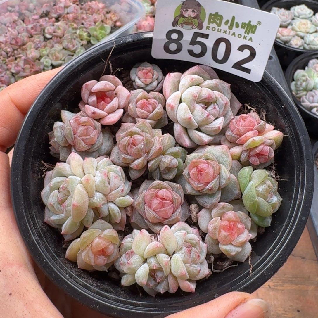 多肉植物多肉植物