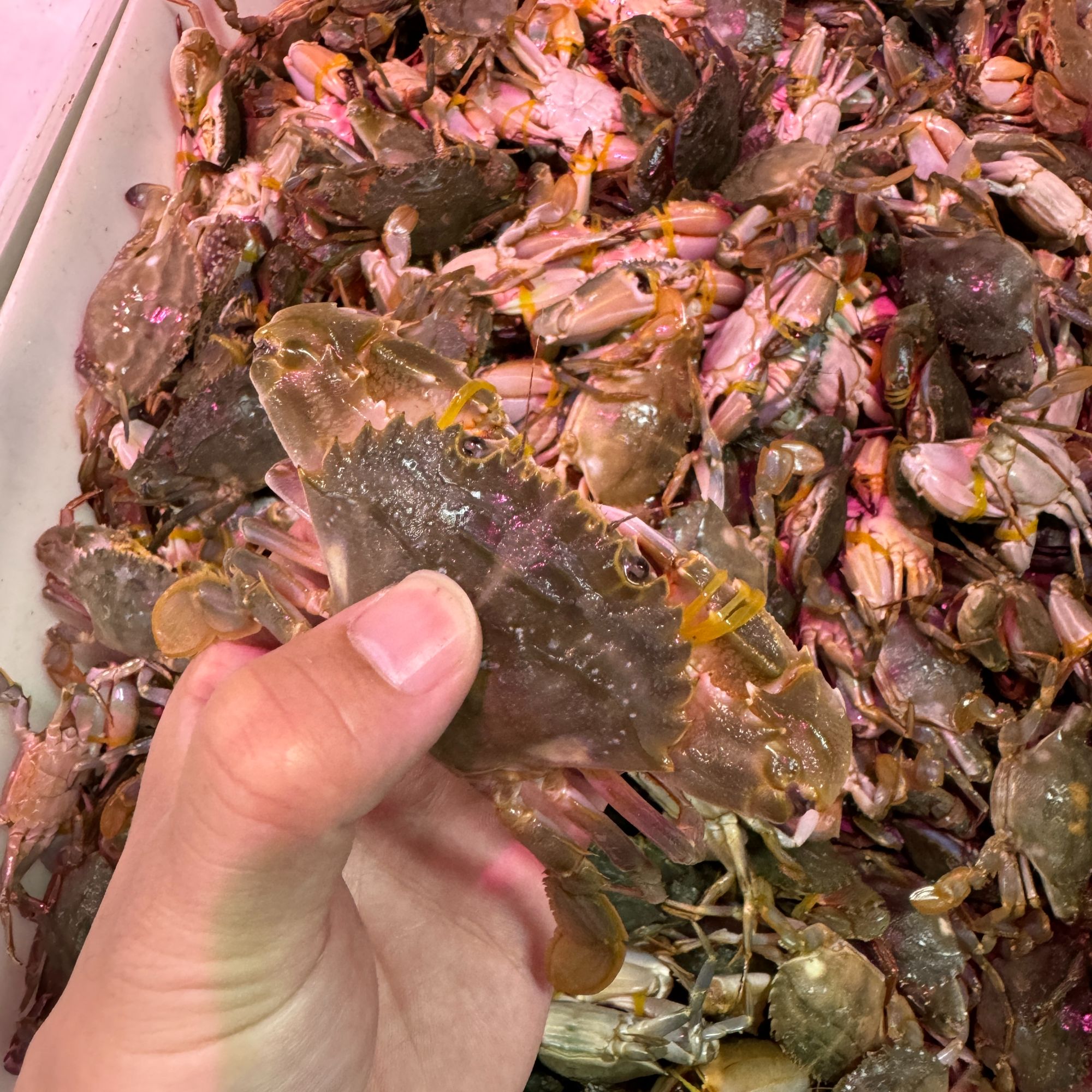 海虹蟹【保鲜不保活】三斤