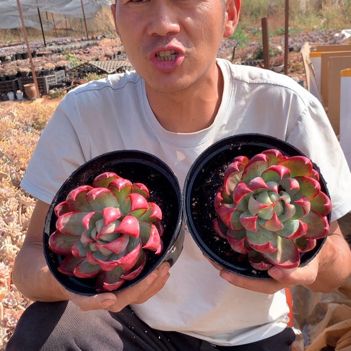 超大惊鸿仙子1颗19.9米