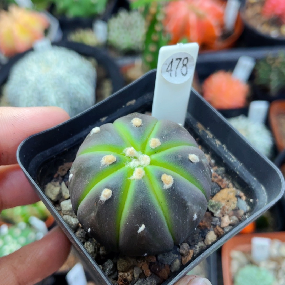 踏****6盆5公分满25包邮裸根发货