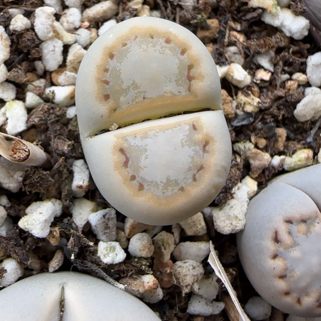 12.13.c216饼干.9091清旧框