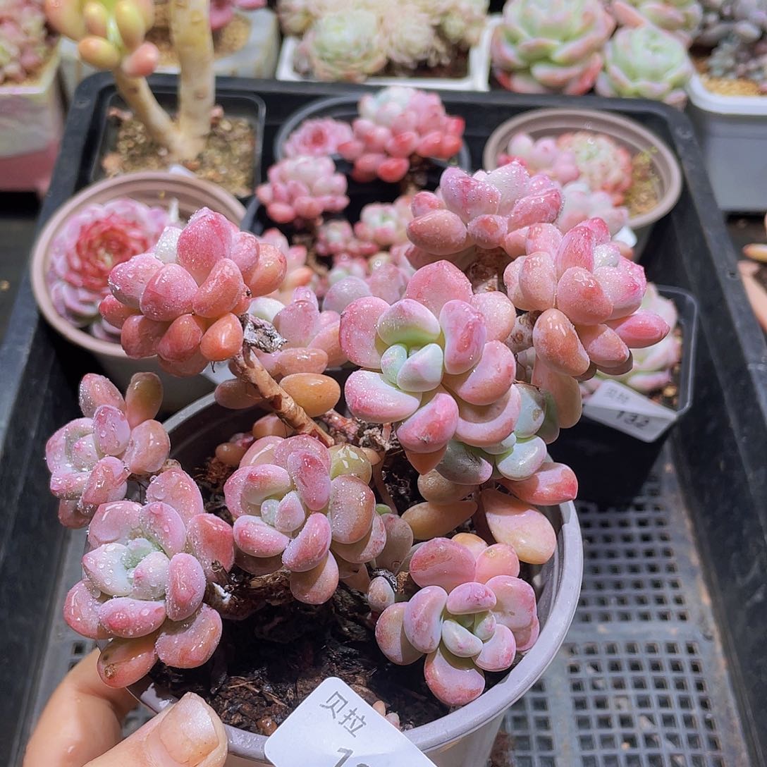 133 精品多肉一物一拍